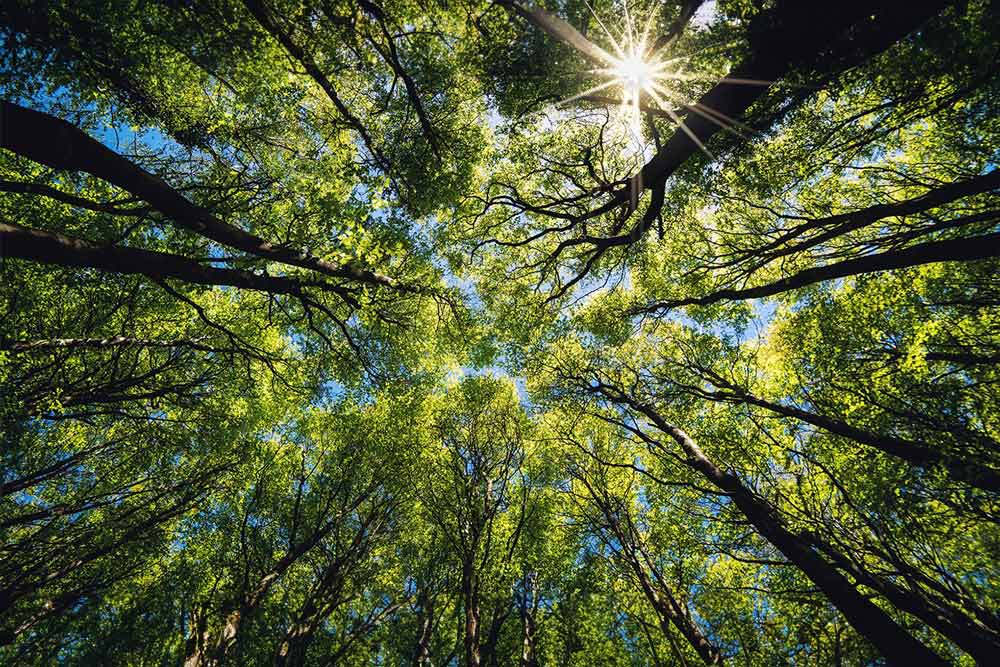 Forêt d'arbres vue de dessous vers le ciel